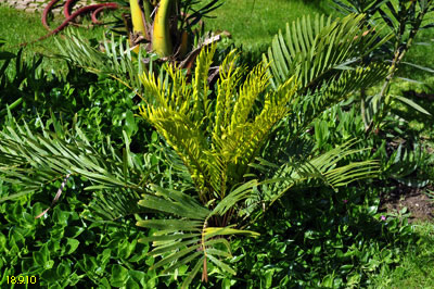 zamia integrifolia